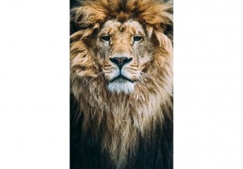 animal 082